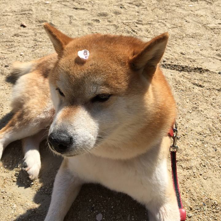 88fe448f 7932 4baf 8e34 183631161596 1586411746974