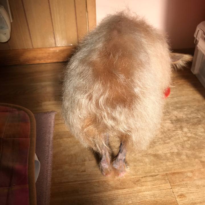 88ff1c03 6b32 4a63 8918 8a301d265300 1545976031829