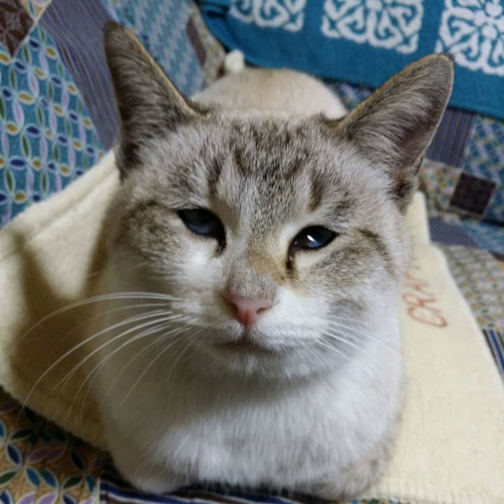 88ff57b5 728b 431c aee7 52882a57b8bb 1515062351889