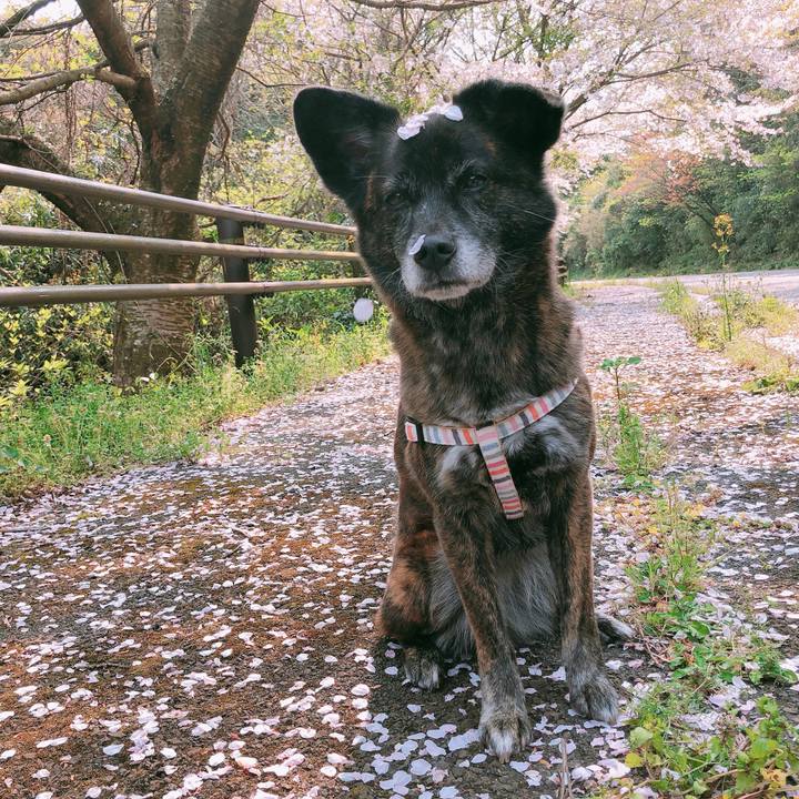 88ff734f a510 4339 94dd e7171c43f77d 1586346212556