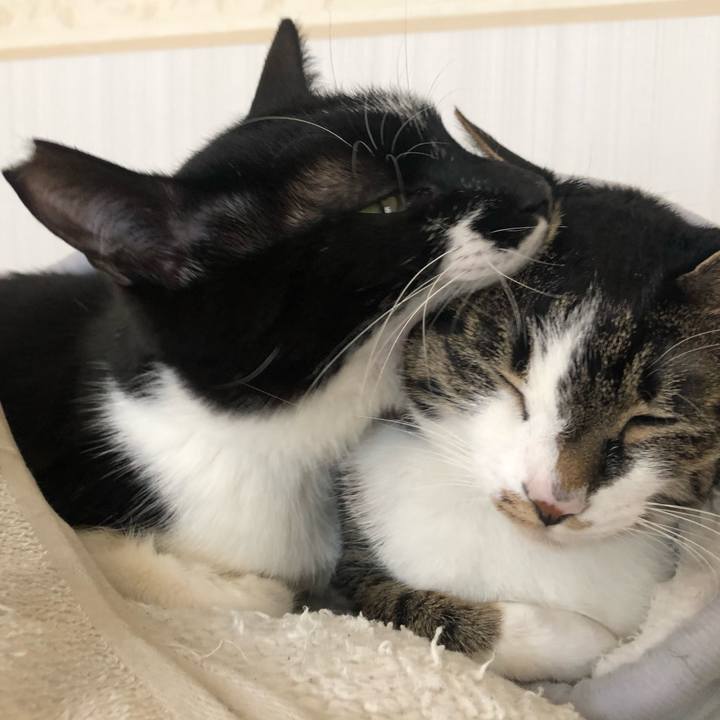 8902d922 4741 4e41 bce1 0673335c14c7 1586928203372