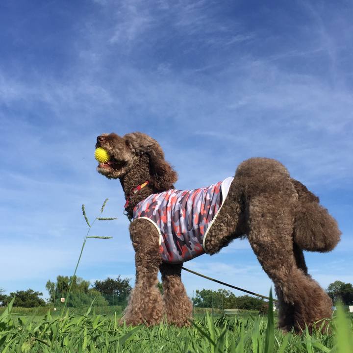 8906ac22 8125 4df1 94e4 847b011866da 1534322116434