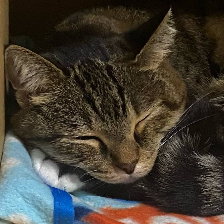 890703b4 34a4 40cf b687 46dbd998f5b0 1699442323149