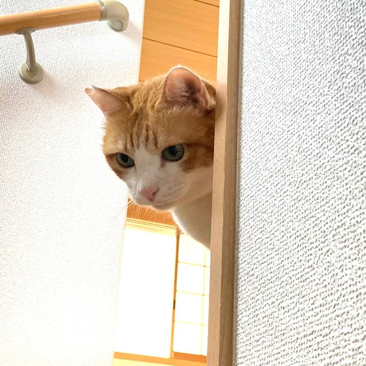 890e5fbd 207f 4533 8d12 0484f16c7462 1763988034293