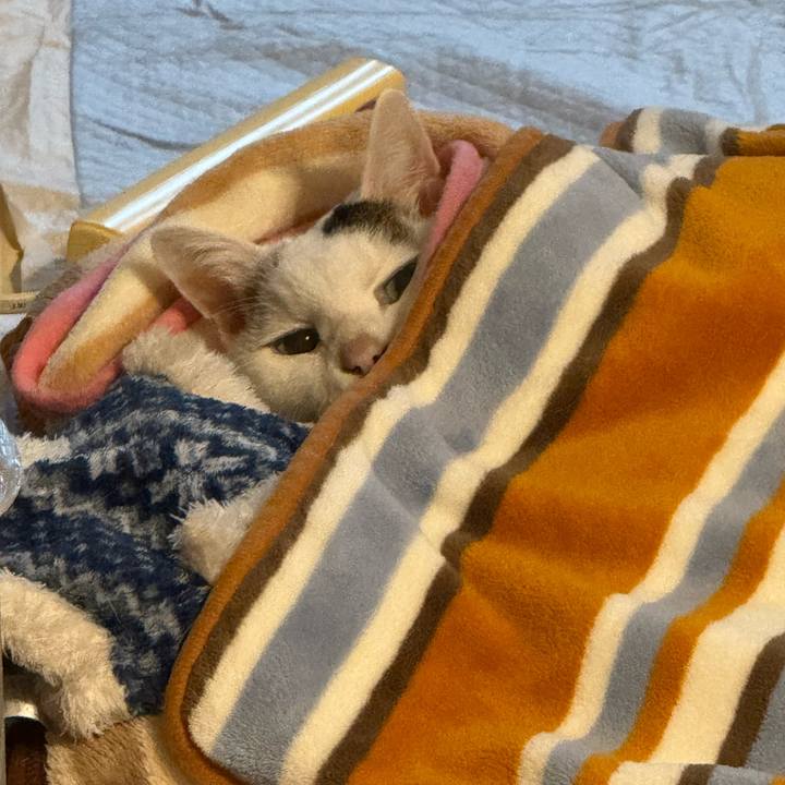 8915ca28 847f 477b 9a53 9e0c1dc6205e 1763866118052