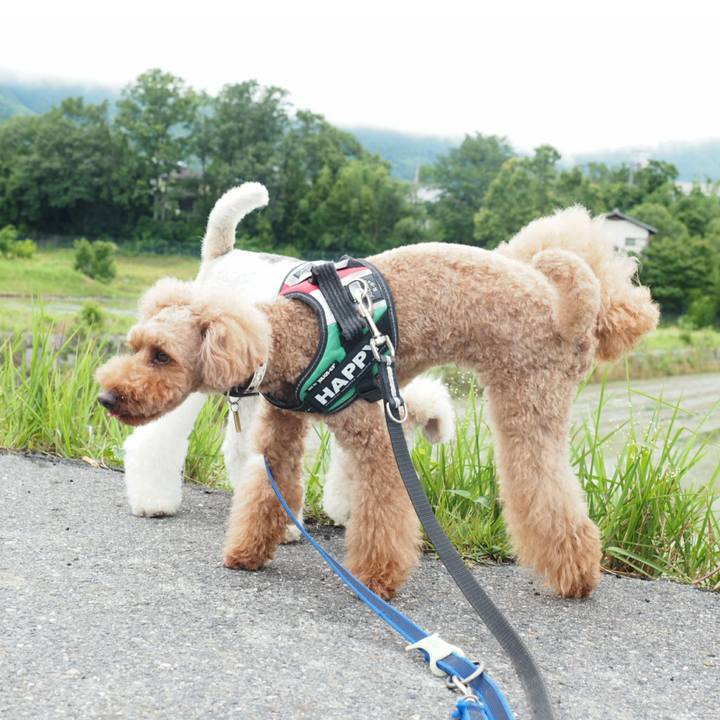 891816ca 1a65 4e87 861a be34a91b4621 1528773848099