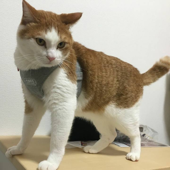 891aa48a 84e5 468f 9680 4cf58d719aa2 1544962629546