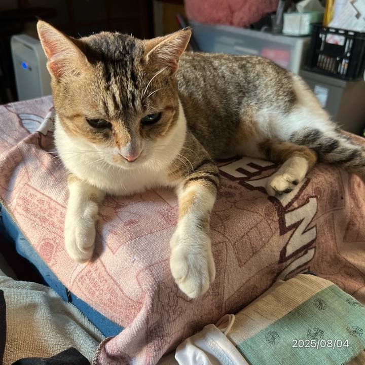 891b2ae9 1f0e 4e6a 8da5 99cd36a96c40 1754344564987