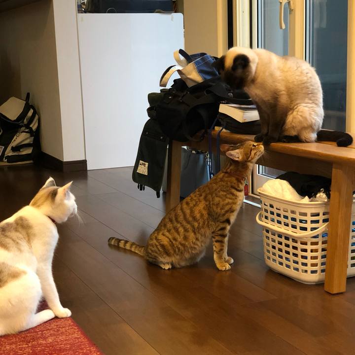 891bdf4a 6a5f 4940 806f b2bdafcd588c 1559399035857