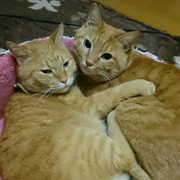 891c399c b4be 412c 9ad1 c1553dc99e3a 1513780377942