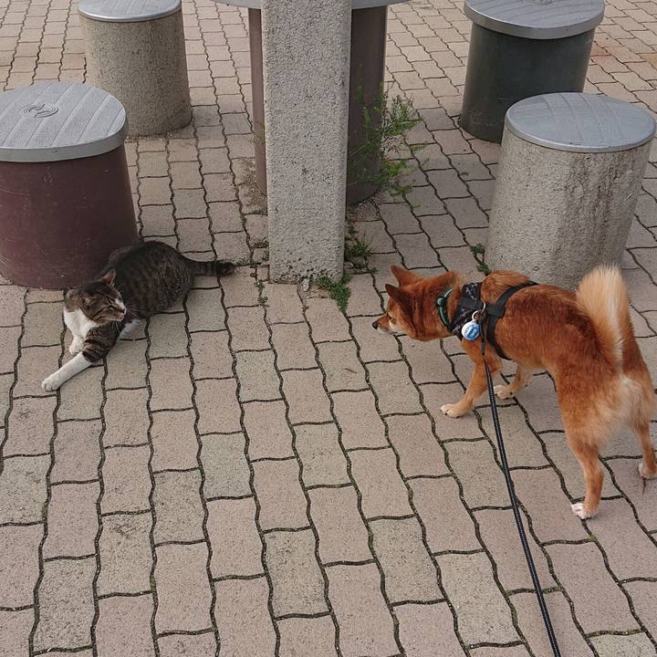 8925dbd4 e066 4091 bab9 daad585bb90a 1591137740842