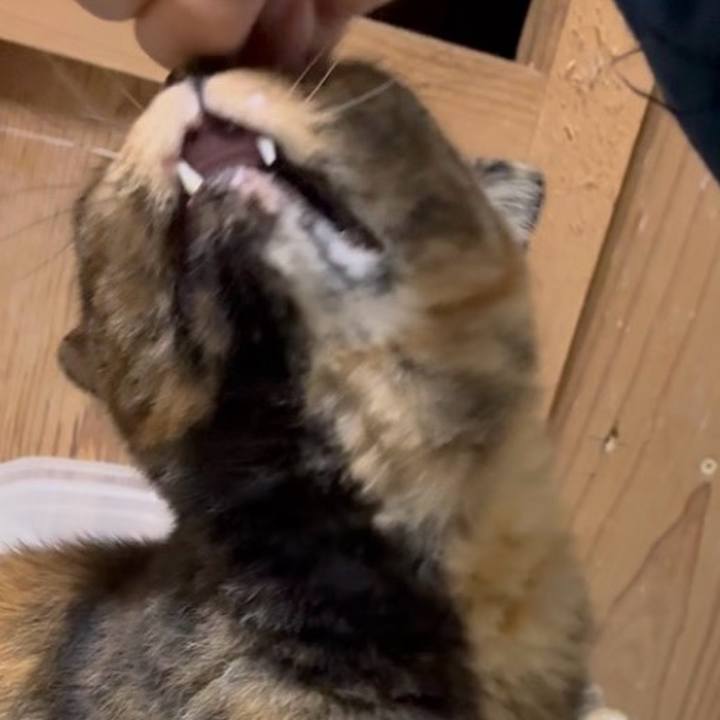 89267664 f146 4a61 b2fc 9fddf740bc8a 1750558152099