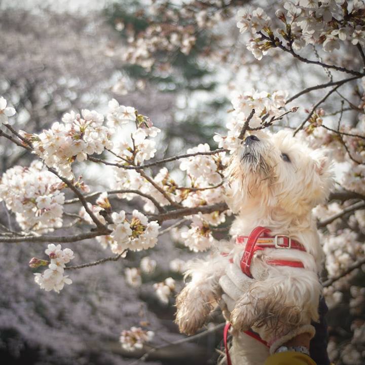 89277da4 0d11 4e6c bb73 ab5a53ce59c8 1522070655418