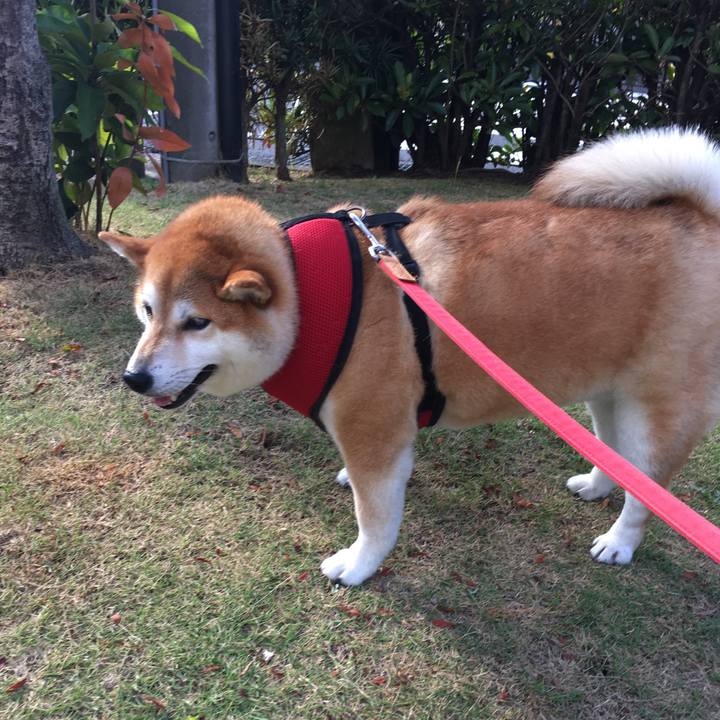 89290f6b 06f4 487a be7b f428b61fb45f 1598223069723