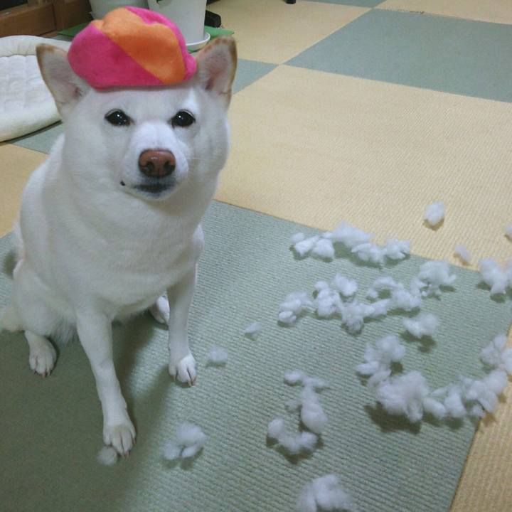 8929987c 0765 464e aea2 f05cf10579ee 1557833095997