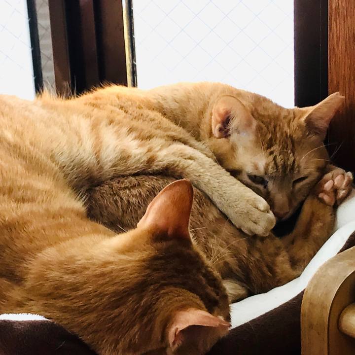 892bca93 b03a 4783 904c 93ce6cd5434a 1587795957168