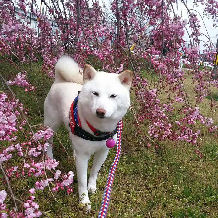 892f4c10 5365 4ad0 9241 c1c96bff7786 1586489997213