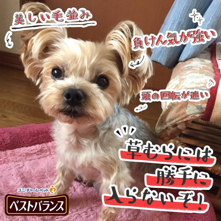 89313b1d 5bfc 468c 8954 474544358320 1542150909194