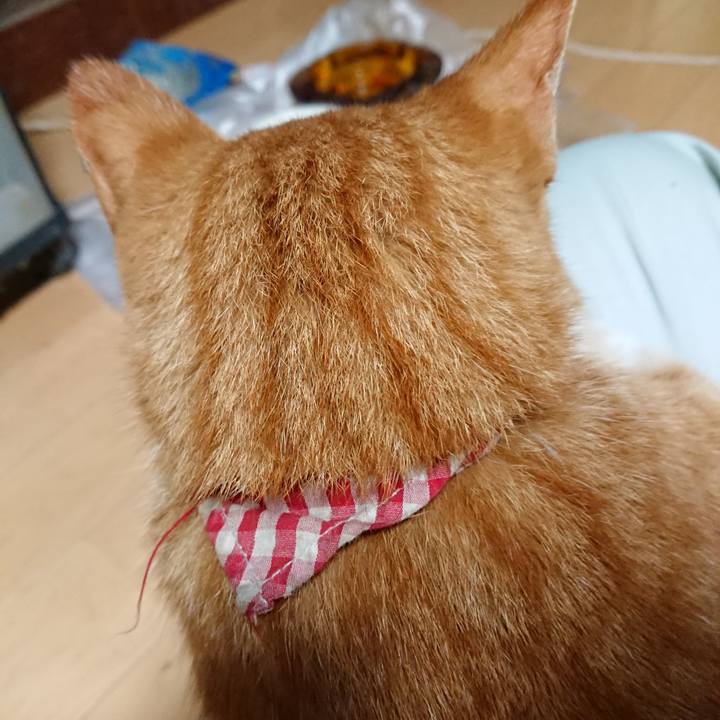 8933a74a baa0 4ab6 854c 1c3742e62382 1599815424415