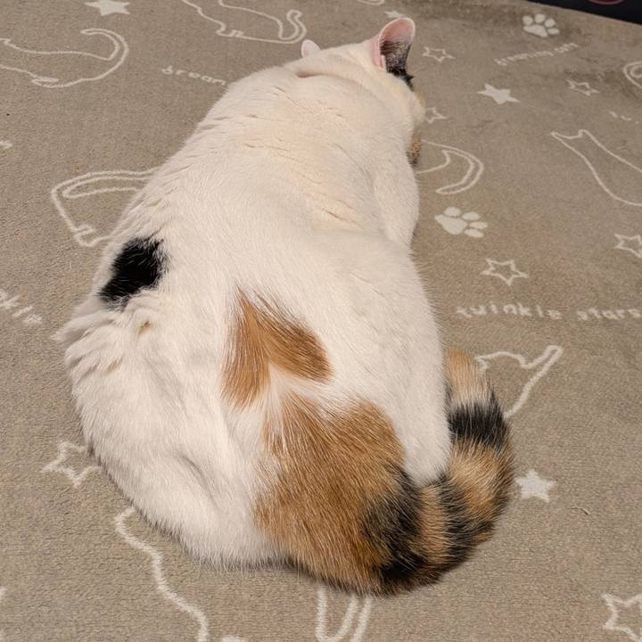 893d9f5d 6226 4b38 ba64 add8be9f7487 1736251540202