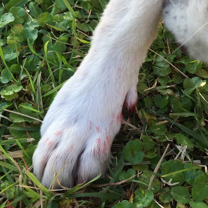 894fabde 0810 4253 abf4 3346ceb38b4d 1509878540426