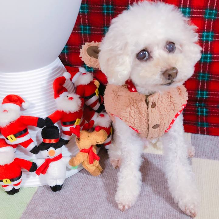 89517da4 6051 4402 9d28 c761233b9e84 1545561636504