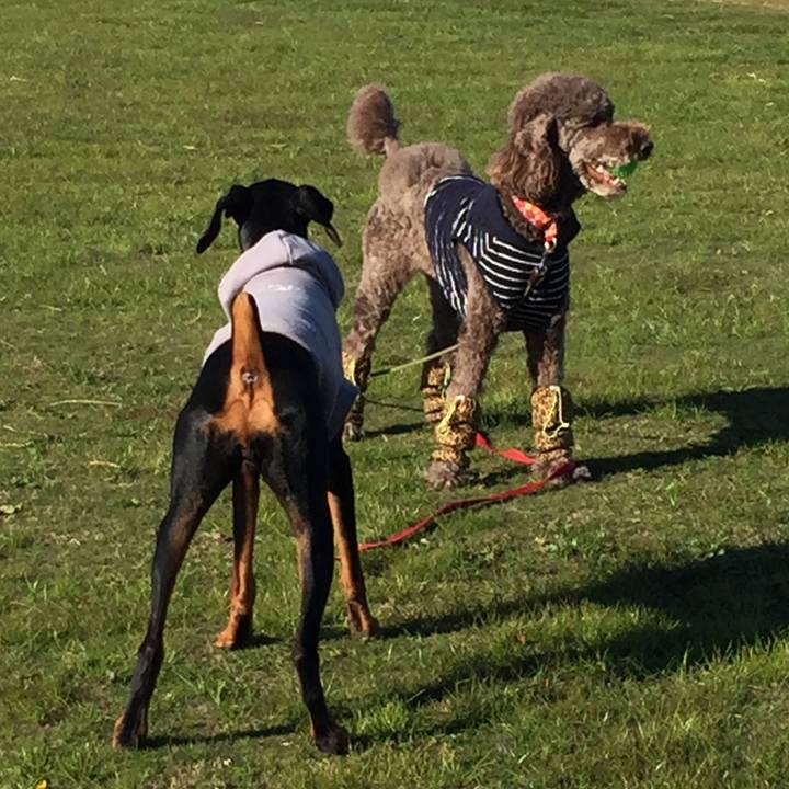 895266b9 c25f 4b2d 9c19 a0b69b5e288a 1511234084056