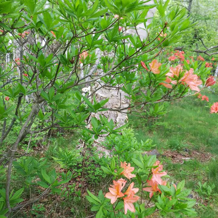 8958d921 cc35 43fb b2cc 4dcb0a42b60c 1527930833162