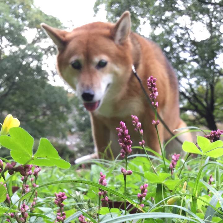 89594fda e41a 4b0b 84c6 58433a512132 1539576585245