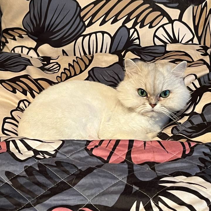 895a902c c868 4c36 b10e 33653f6aa155 1748657918961