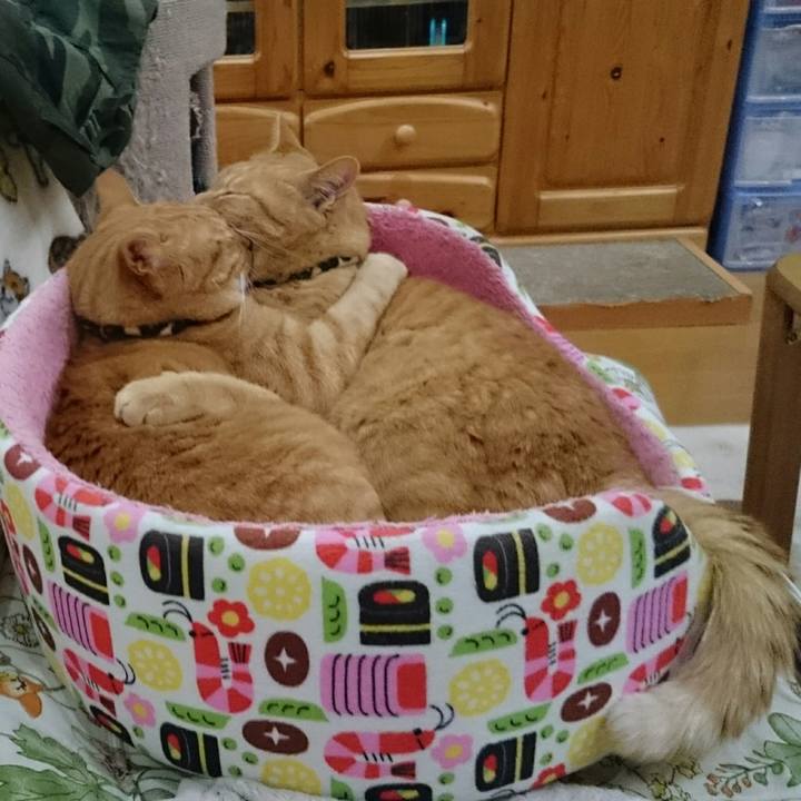 895ac607 ba81 41ff 9b86 31c735befae9 1544169247121