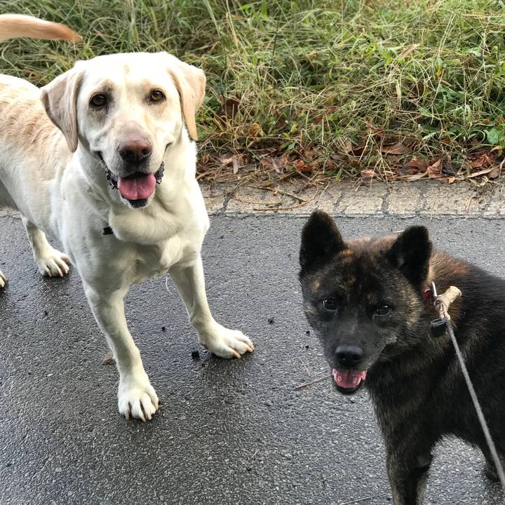 895c028d d040 403b aafd 5658107b007a 1541029966470