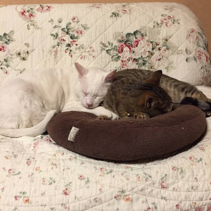 8967ce96 c121 46fe af8a e35823cffad6 1523889271753