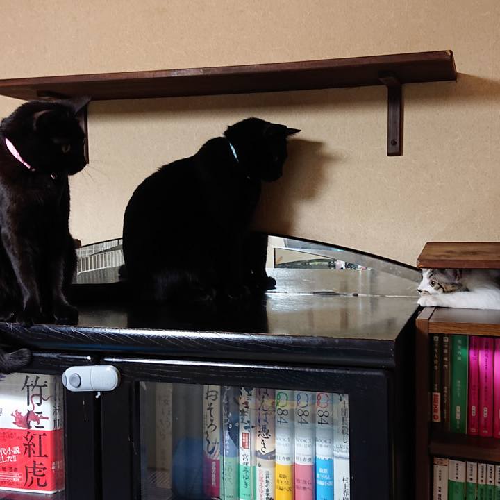 896ccdab c5d4 431d 83dd 3b4aa0c99509 1543797401748