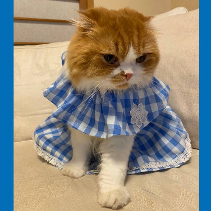 896d8043 0a96 4950 a6aa 2e2b3cf0aa11 1602244167942