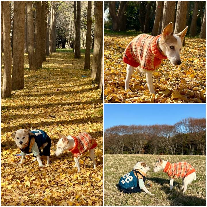 896f5f91 e655 4d09 9256 053ab293a67c 1765362909461