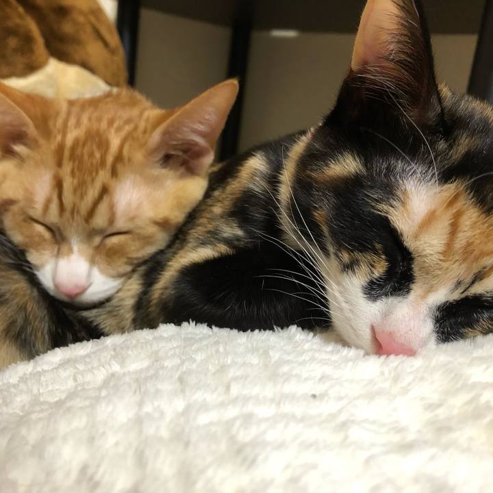 896fa45d 7b9b 47e2 96f3 6b918b0adf61 1546330931065