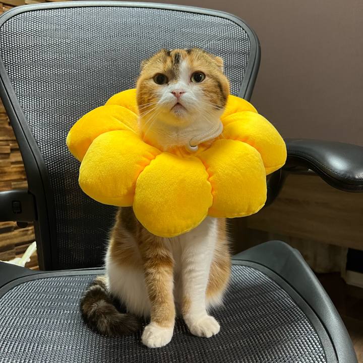 8972f9cc f256 4c48 a796 85e70255da6b 1650465889083