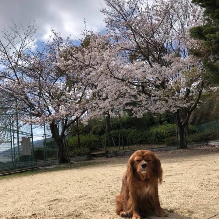 8974553a 0d84 42b5 a865 1001a8fc7f4e 1585571247597