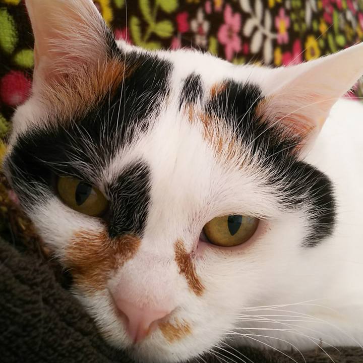 89754729 4ad6 4c05 a634 6a98e33931ee 1548635587694