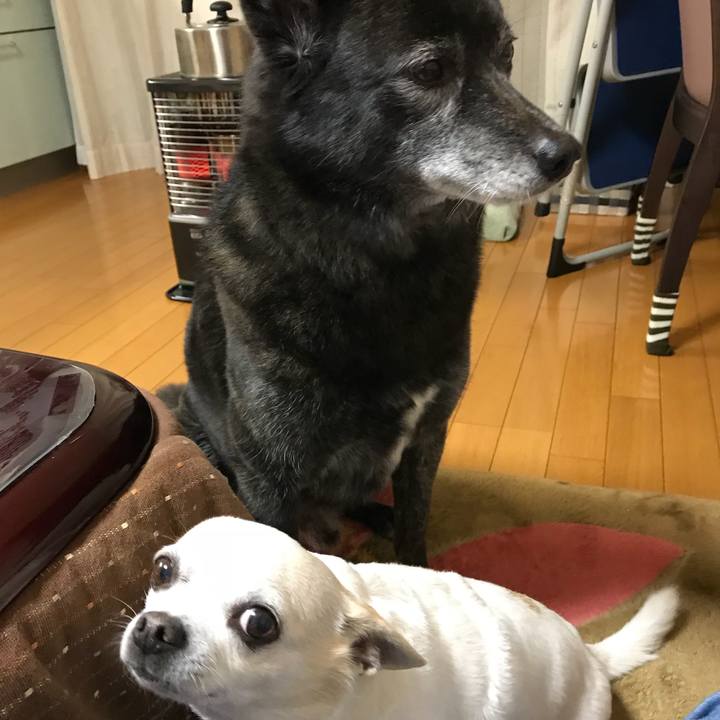 89758c4f ea4f 4ac7 a46a bfc65715f568 1514466797472