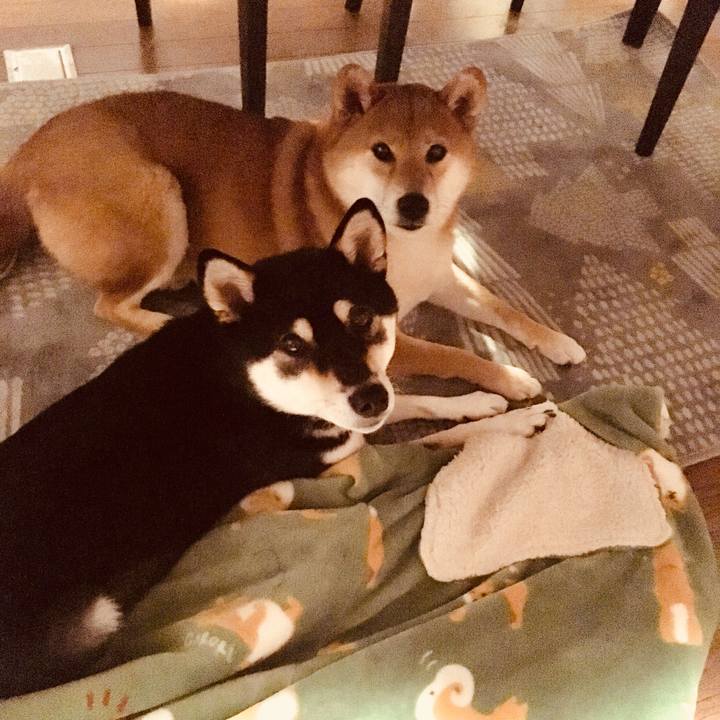 8977044c 2389 4fe2 8d8c 224592105e44 1541072539312