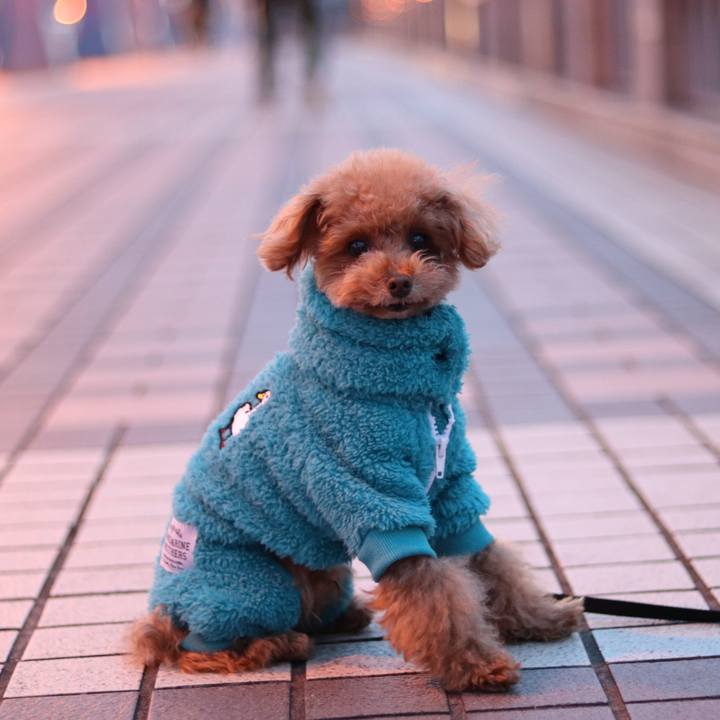 8977bd75 4f28 4286 8626 61148a746651 1604486290250