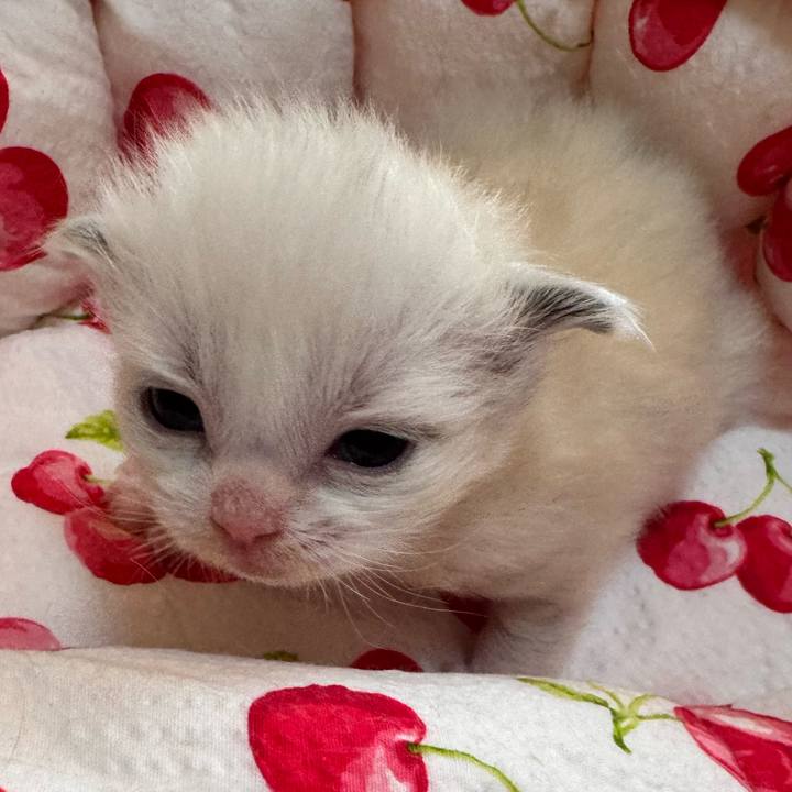 897973fc 525c 4909 b24a c2bd2e0fee96 1763539491711