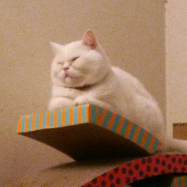 897c6401 41f4 4a95 b67e 418458cceee9 1511824211555