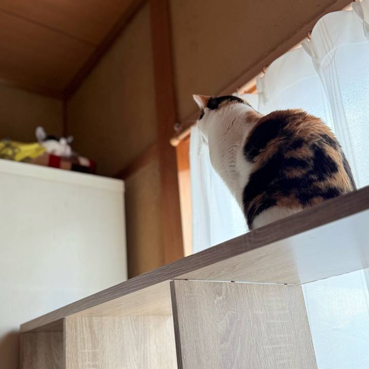 897d44a1 dae4 4bcf a0d5 54568bf8ef97 1739327274450