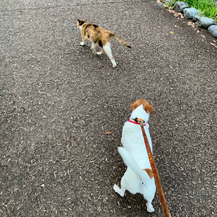 897df6c4 aafc 4031 985a fc157337a47a 1564742070585