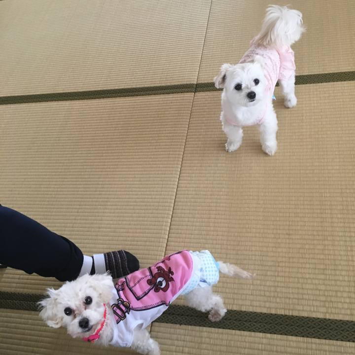 89835664 c363 4e72 88fd e359098ed3f0 1523852787503