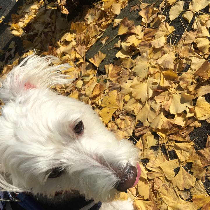 898866e5 5a22 4d63 90da eab7dffd470f 1542392842171