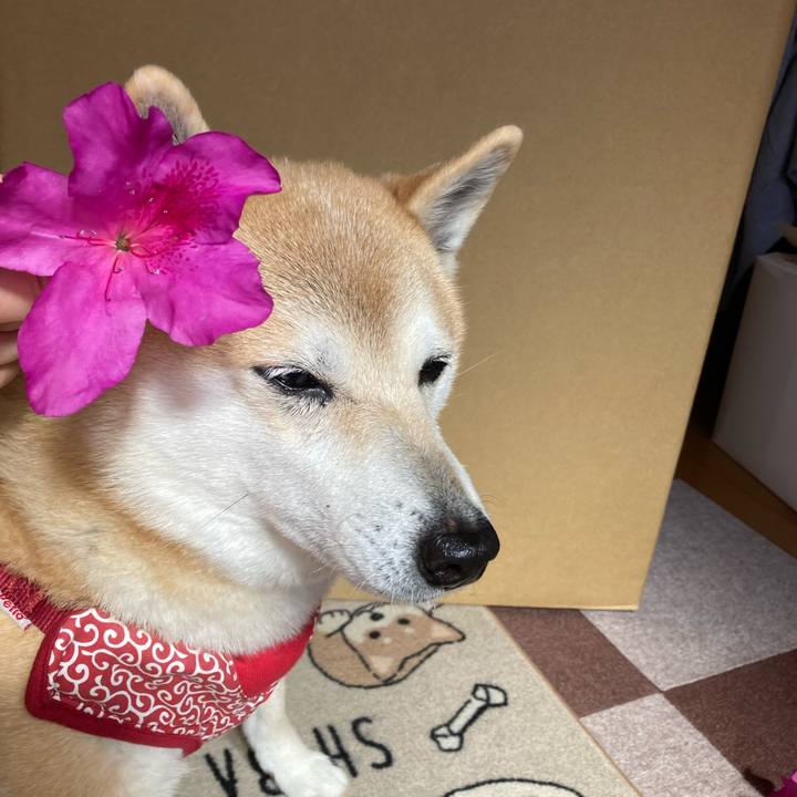 89894fe2 ab17 4a76 a307 60cccda41efd 1619013020573